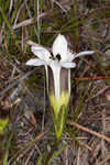 Wiregrass gentian